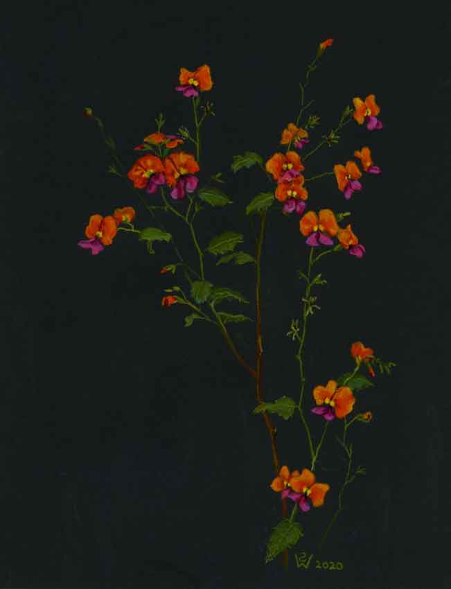 Chorizema Native Pea Flower by Susan Dorothea White