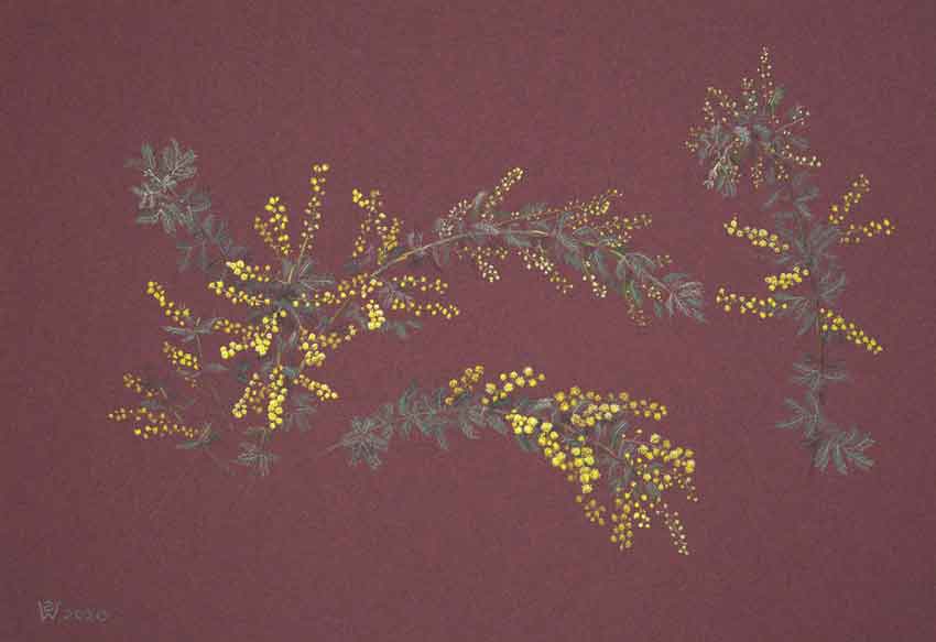 Cootamundra Wattle (Acacia baileyana) - 3 Branches by Susan Dorothea White