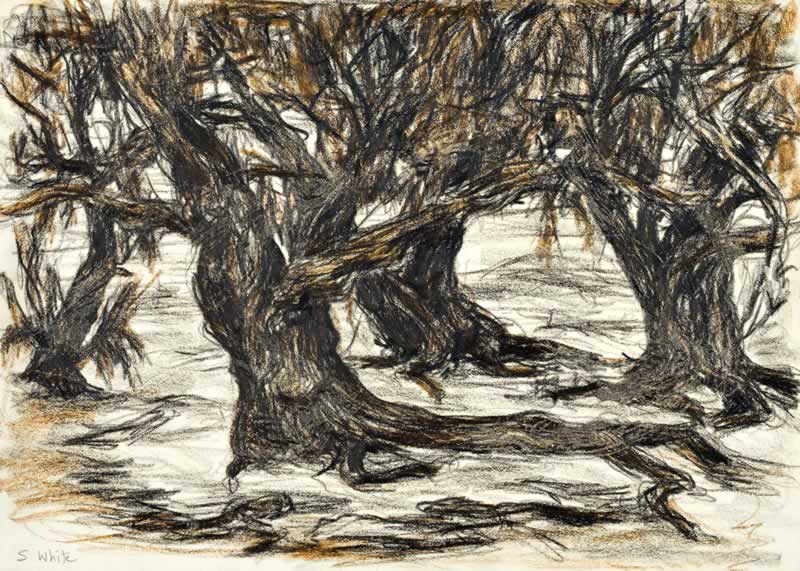 Gnarled Olive Trees, City Parkland, Adelaide by Susan Dorothea White