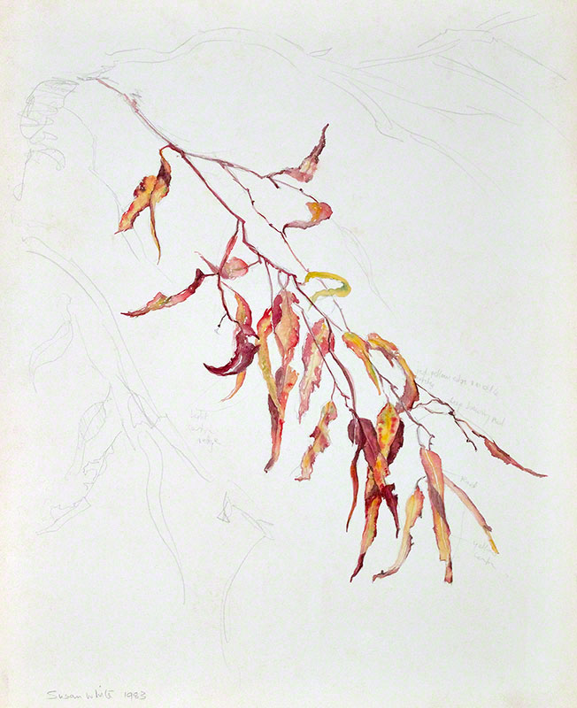 Gum Leaves - study for harpsichord lid by Susan Dorothea White