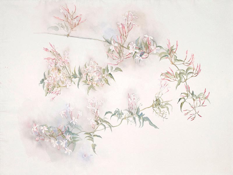Jasmine (Jasminum polyanthum) by Susan Dorothea White
