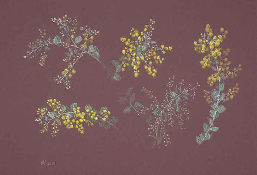 Queensland Wattle (Acacia podalyriifolia) - 5 Sprigs by Susan Dorothea White