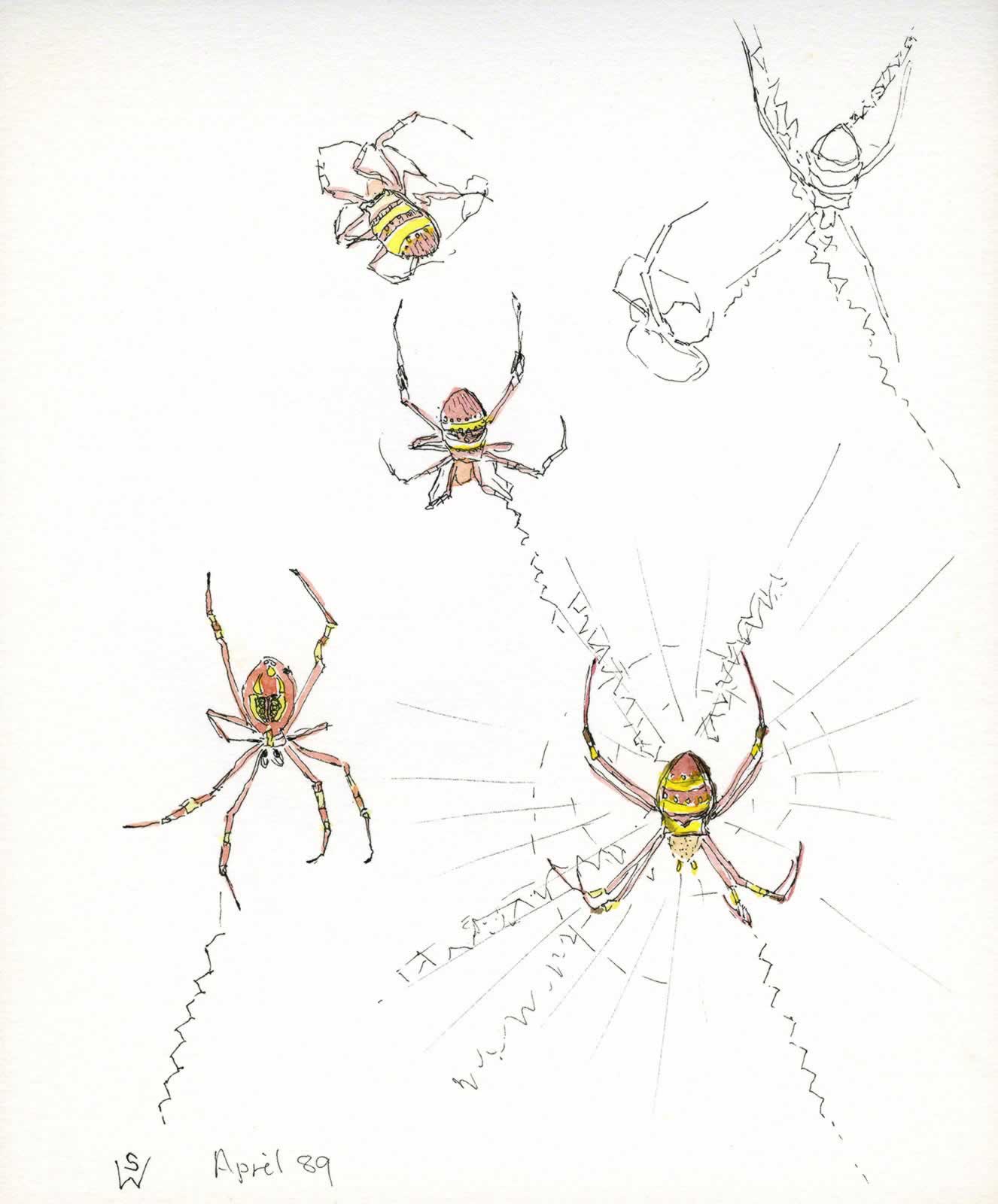 St Andrew's Cross Spider by Susan Dorothea White