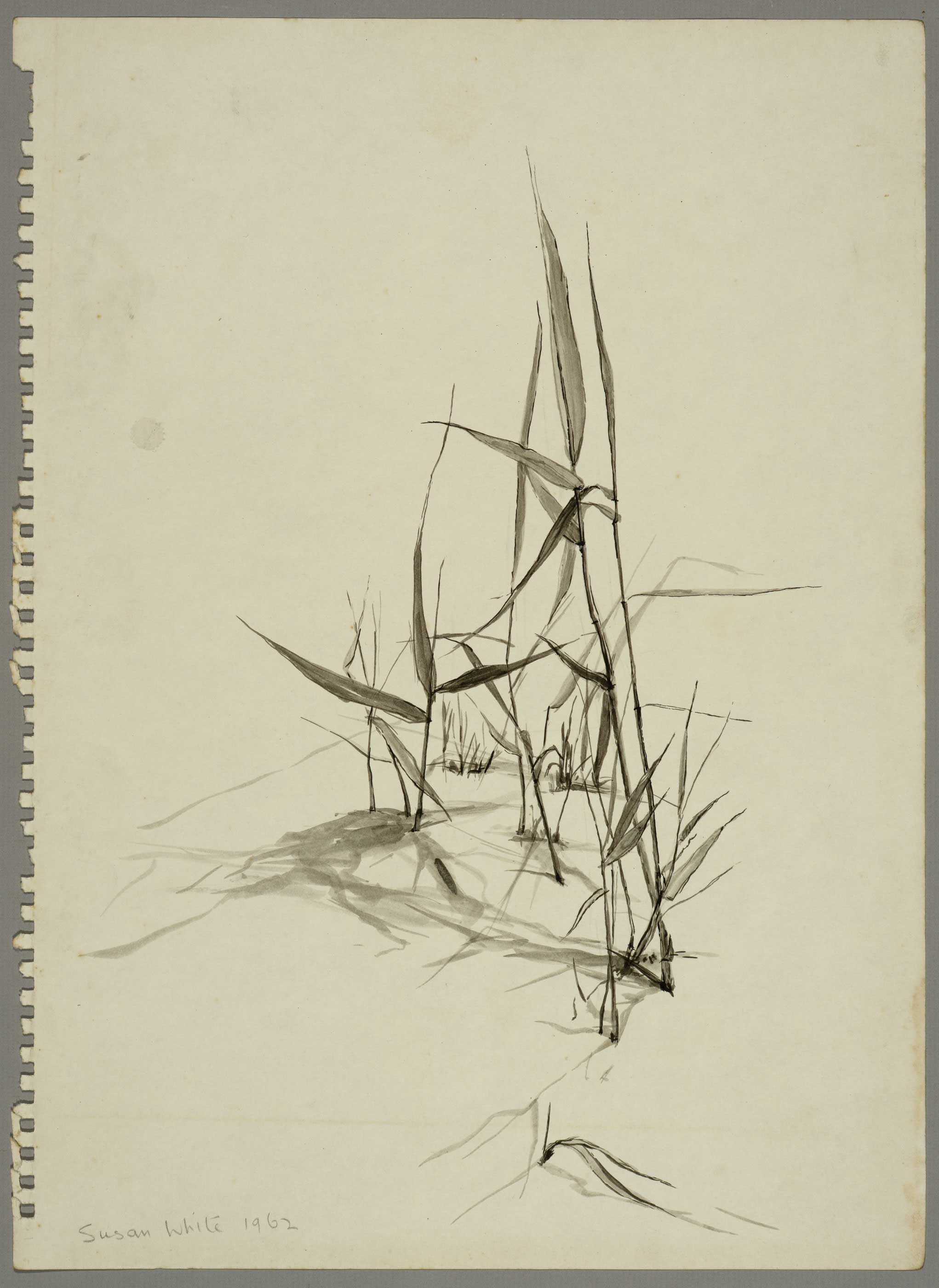 Bamboo Shoots in Sand, North Queensland Coast by  Susan D White