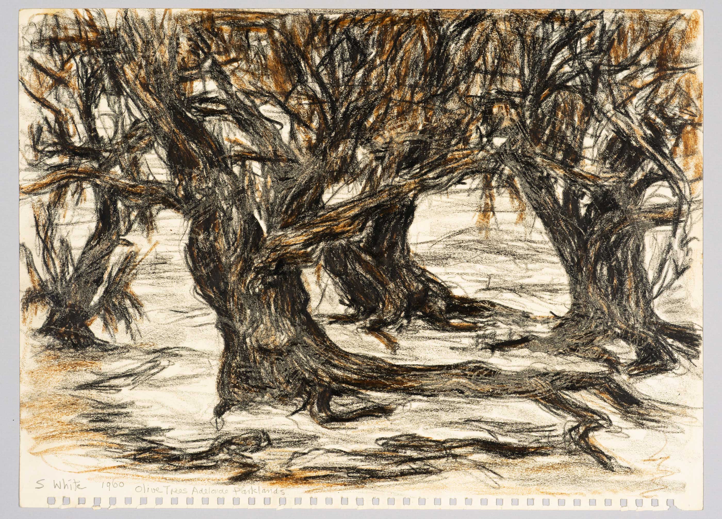 Gnarled Olive Trees, Adelaide Parklands by  Susan D White