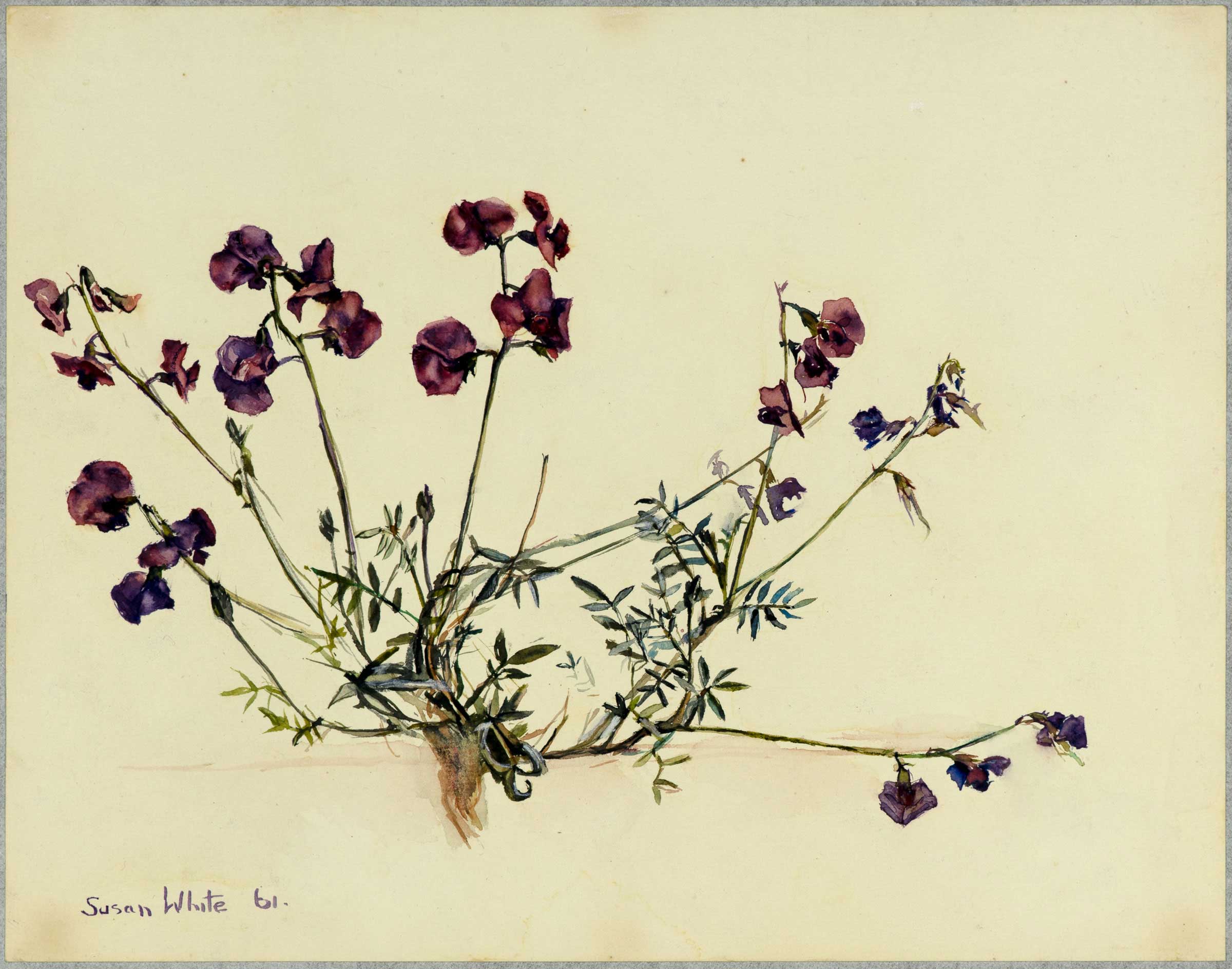 Purple outback pea-flower by Susan Dorothea White